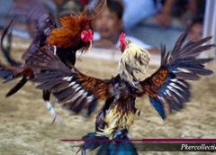 Trik Meruncingkan Paruh Ayam Aduan Bangkok