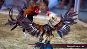Trik Meruncingkan Paruh Ayam Aduan Bangkok