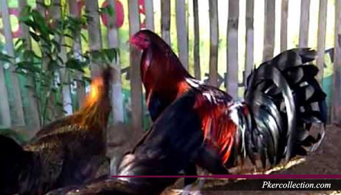 Ukuran Standar Ayam Bangkok Jenis Petarung