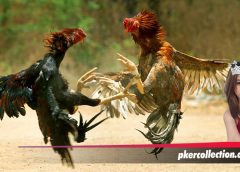 Cara Merawat Ayam Menghadapi Musim Kemarau