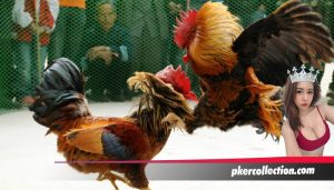 8 Point Penilaian Kemampuan Sabung Ayam